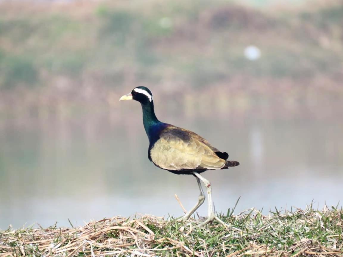 Ibishouse Farm Stay Bharatpur Luaran gambar