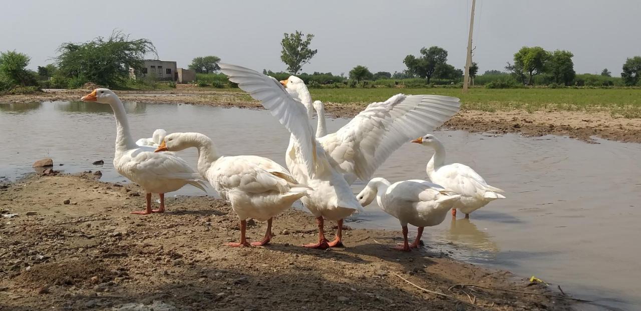 Ibishouse Farm Stay Bharatpur Luaran gambar