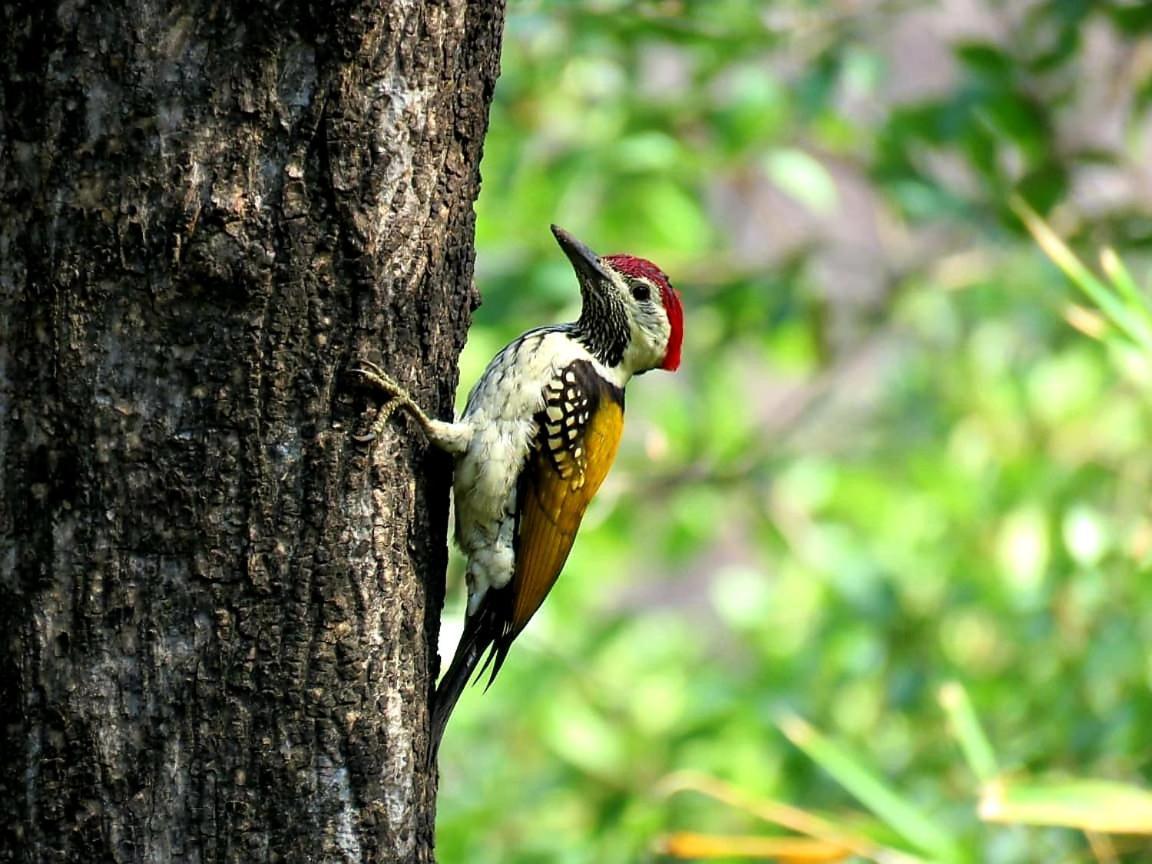 Ibishouse Farm Stay Bharatpur Luaran gambar