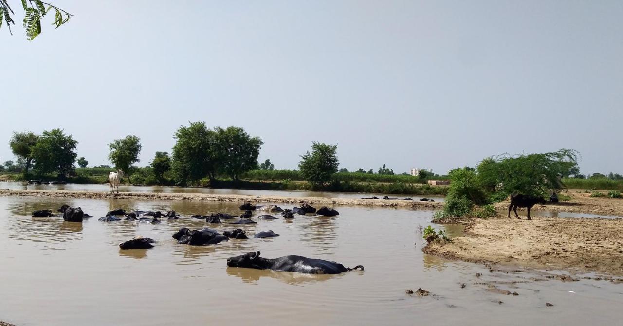 Ibishouse Farm Stay Bharatpur Luaran gambar