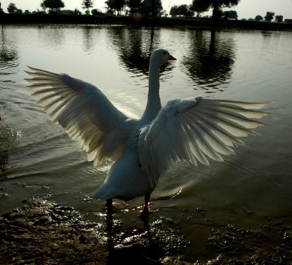 Ibishouse Farm Stay Bharatpur Luaran gambar