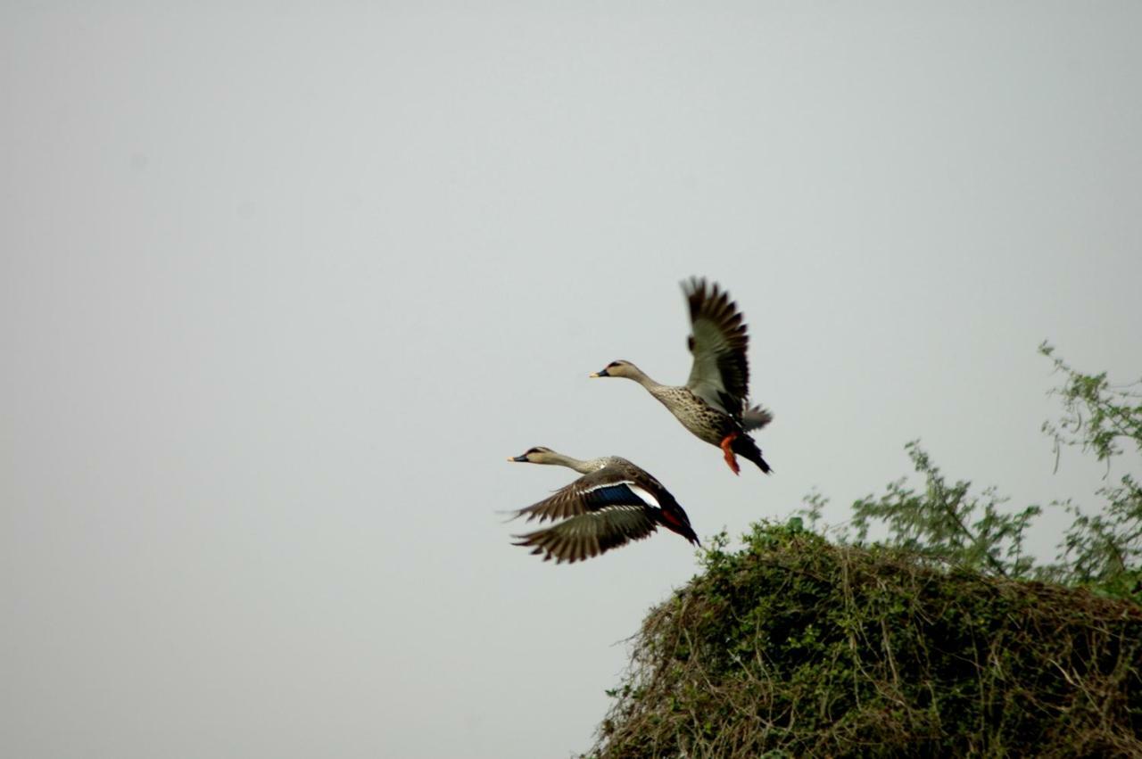 Ibishouse Farm Stay Bharatpur Luaran gambar